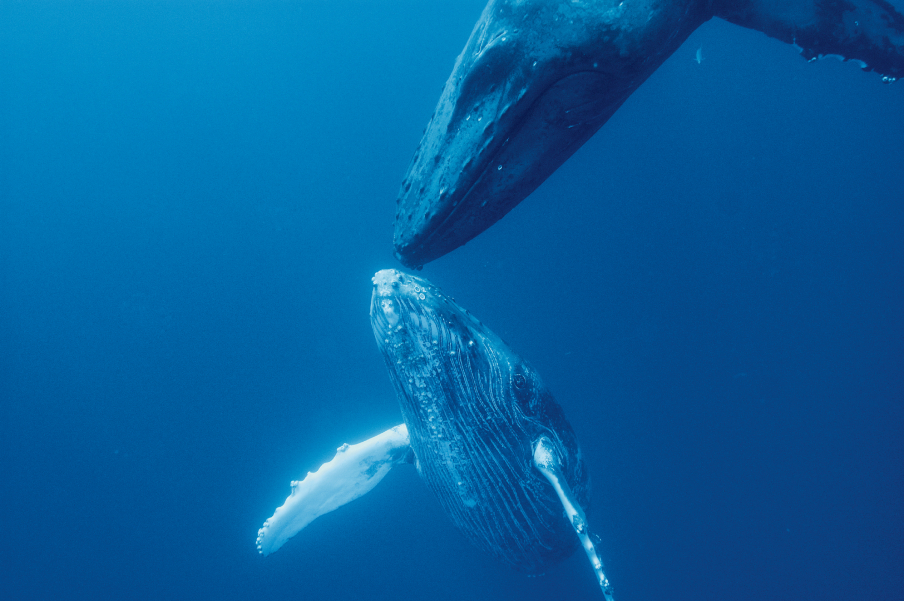 Фотография: Жизнь горбатых китов на Гавайях №15 - BigPicture.ru