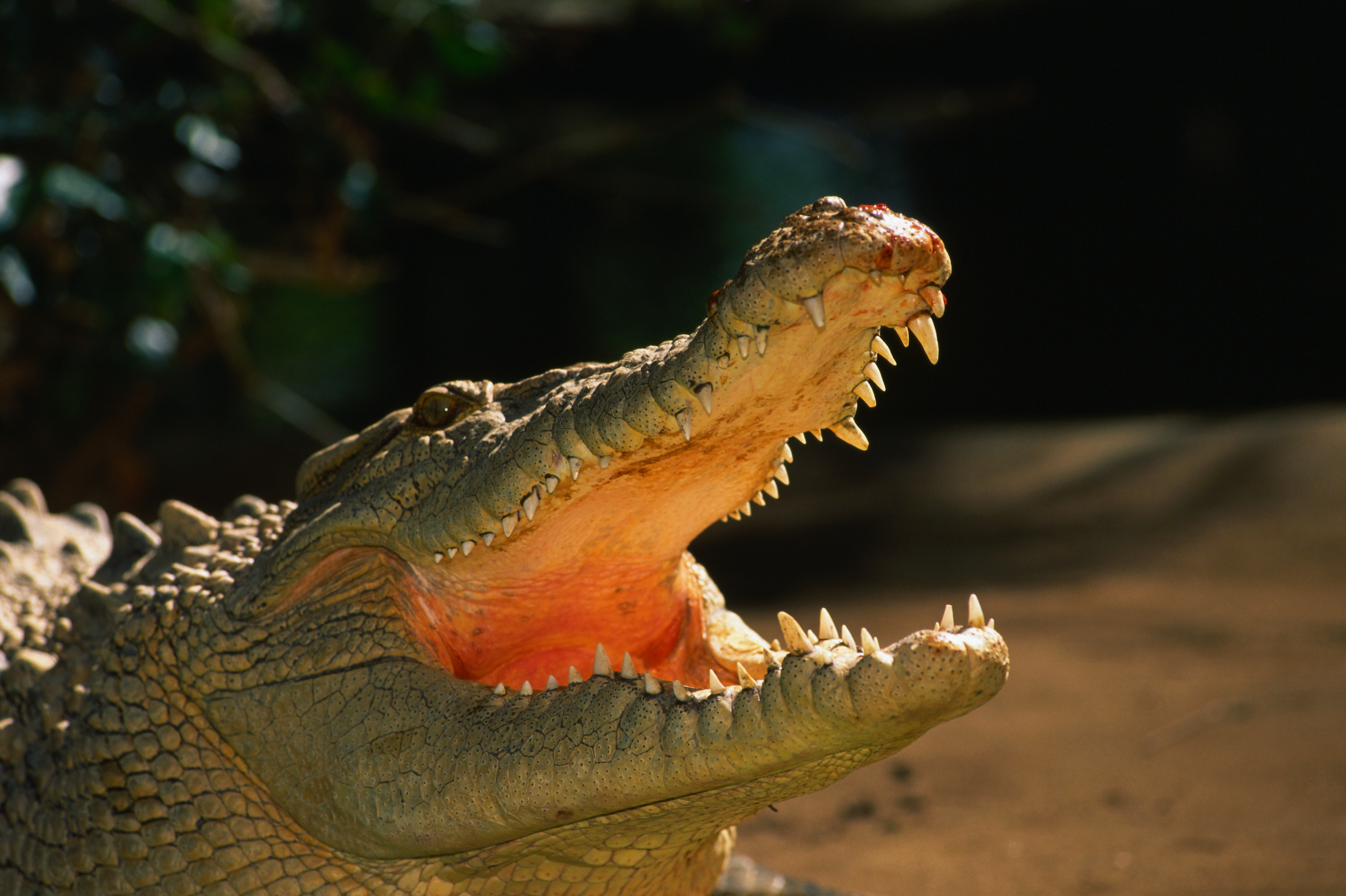 Крокодилы открывают рот