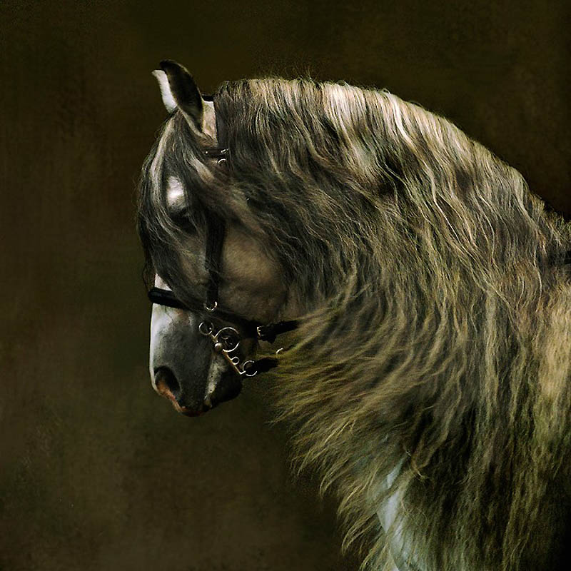 Фотография: Сказочная красота — арабские и андалузские лошади №15 - BigPicture.ru