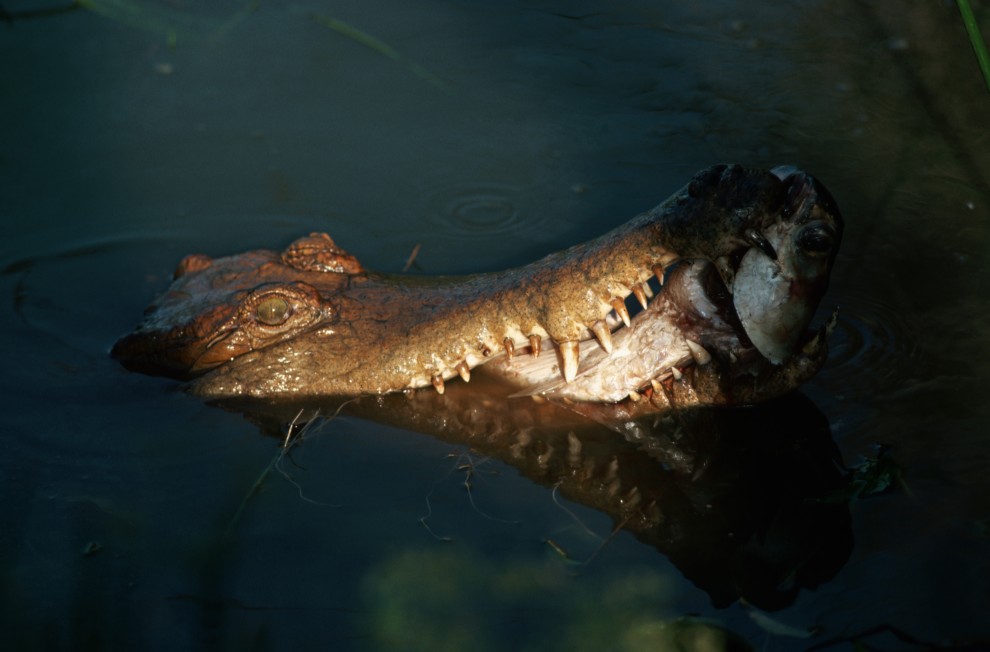 Фотография: Обои для рабочего стола: Крокодилы №18 - BigPicture.ru