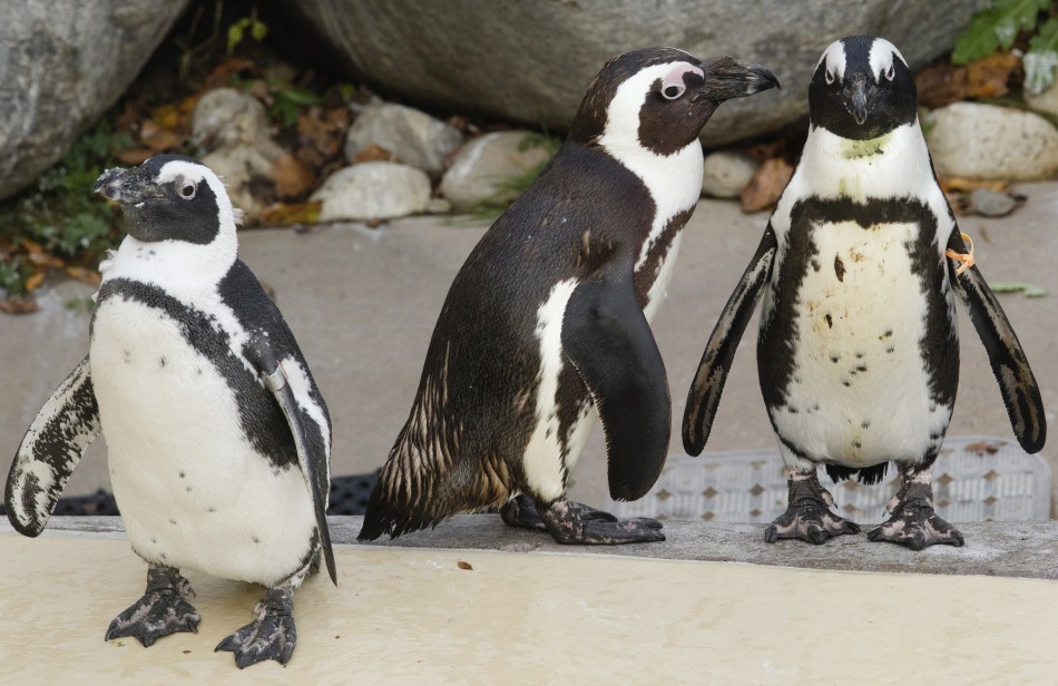 Фотография: Канадский зоопарк разлучит пингвинов-геев №7 - BigPicture.ru