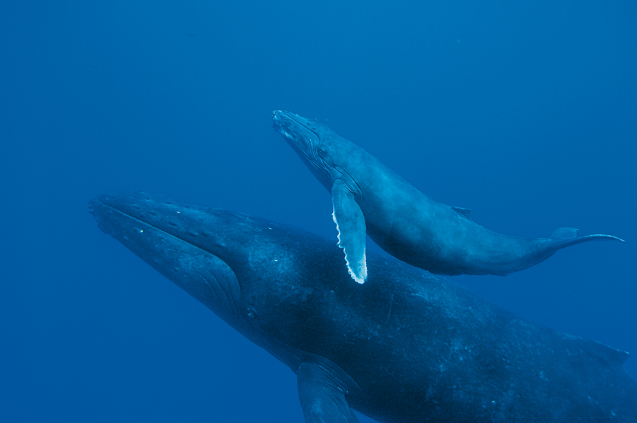 Жизнь горбатых китов на Гавайях
