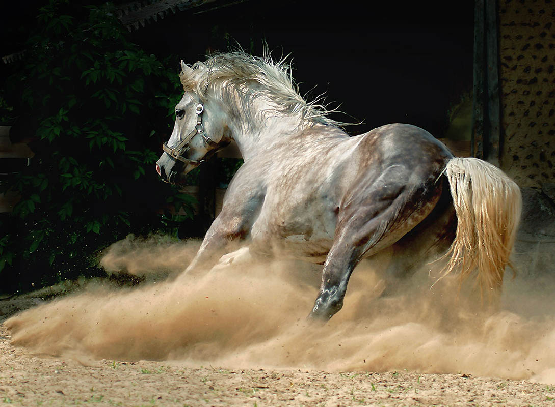 Фотография: Сказочная красота — арабские и андалузские лошади №20 - BigPicture.ru
