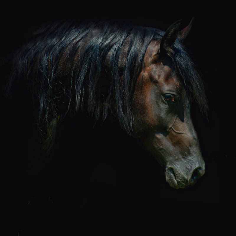 Фотография: Сказочная красота — арабские и андалузские лошади №21 - BigPicture.ru