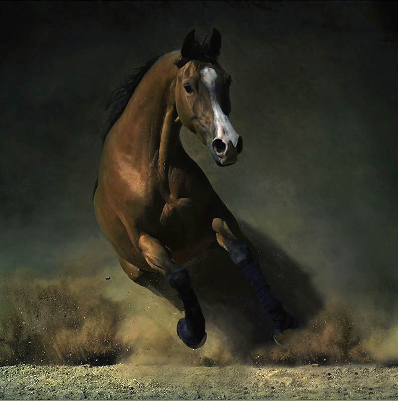 Фотография: Сказочная красота — арабские и андалузские лошади №22 - BigPicture.ru