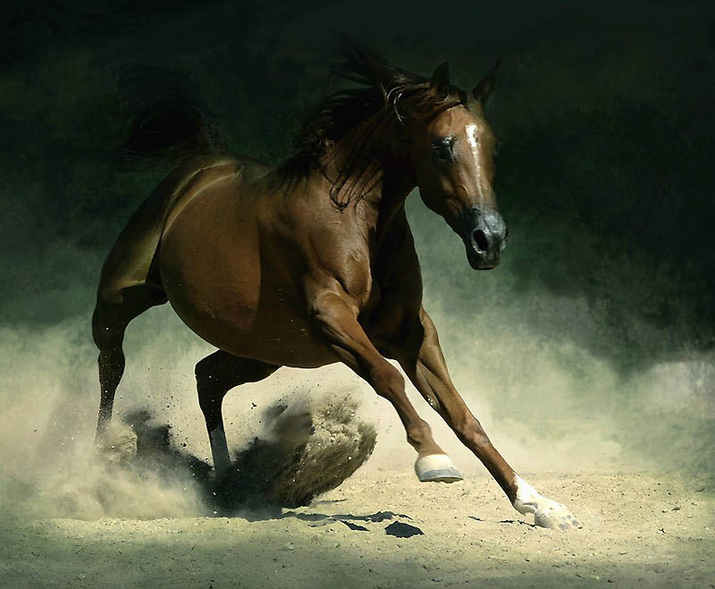 Фотография: Сказочная красота — арабские и андалузские лошади №24 - BigPicture.ru