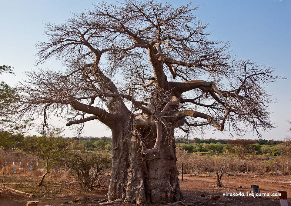 Фотография: Национальный парк Чобэ в Ботсване №24 - BigPicture.ru