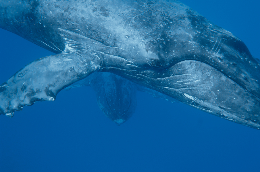 Фотография: Жизнь горбатых китов на Гавайях №3 - BigPicture.ru
