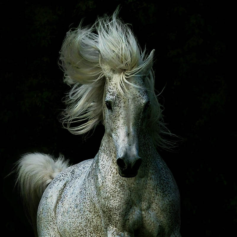 Фотография: Сказочная красота — арабские и андалузские лошади №25 - BigPicture.ru