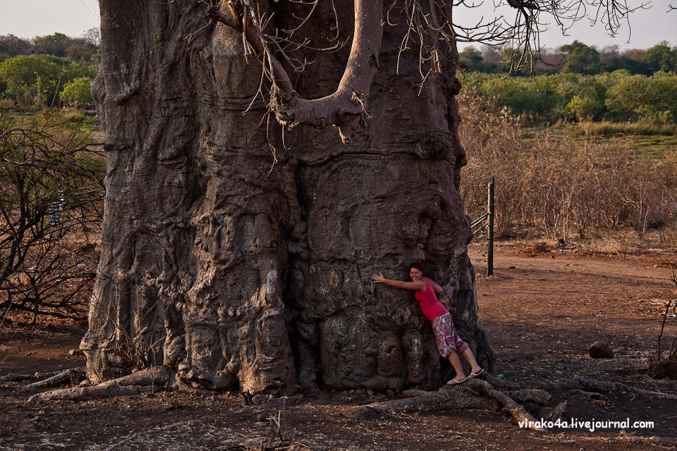 Фотография: Национальный парк Чобэ в Ботсване №25 - BigPicture.ru