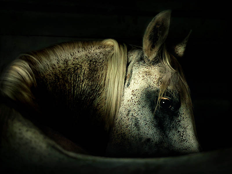 Фотография: Сказочная красота — арабские и андалузские лошади №26 - BigPicture.ru