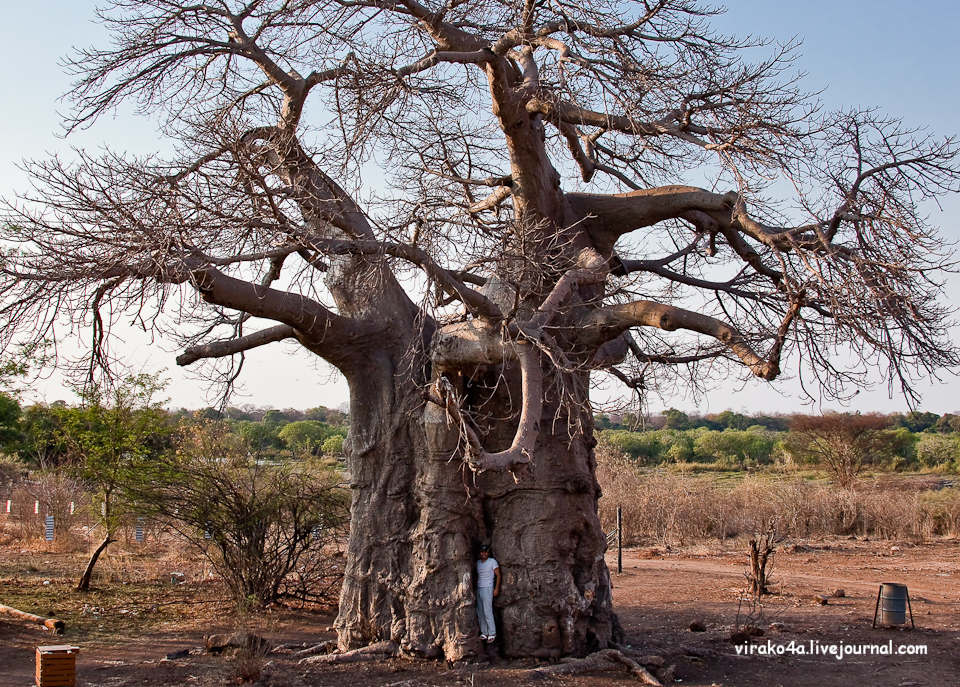 Фотография: Национальный парк Чобэ в Ботсване №26 - BigPicture.ru