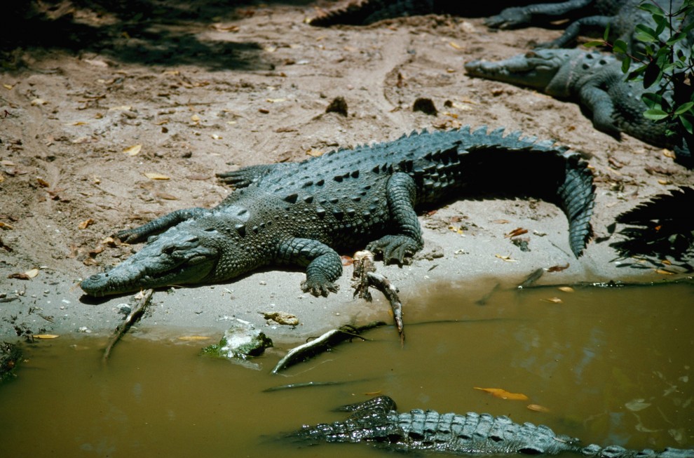 Фотография: Обои для рабочего стола: Крокодилы №27 - BigPicture.ru
