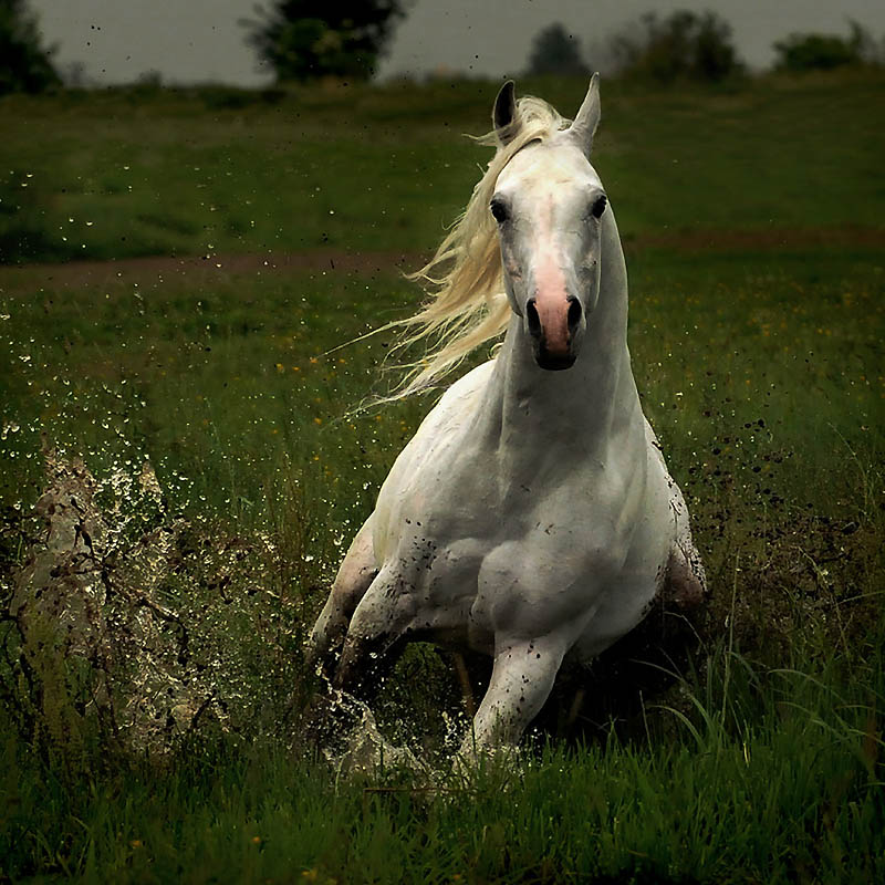 Фотография: Сказочная красота — арабские и андалузские лошади №27 - BigPicture.ru