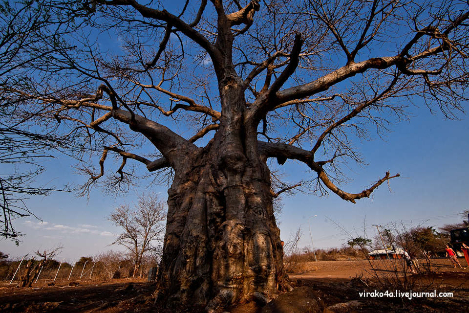 Фотография: Национальный парк Чобэ в Ботсване №27 - BigPicture.ru