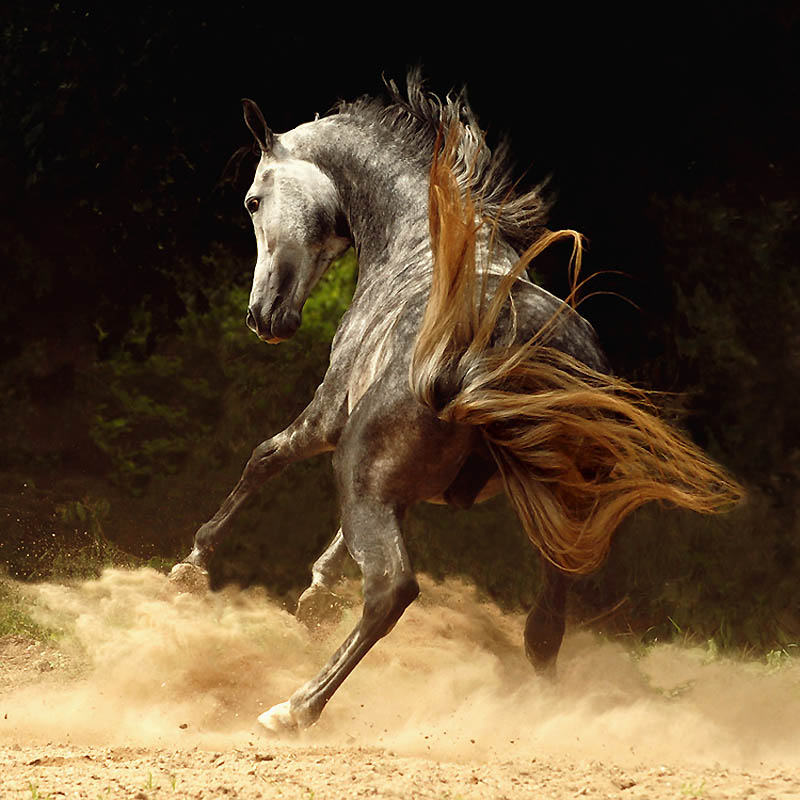 Фотография: Сказочная красота — арабские и андалузские лошади №28 - BigPicture.ru