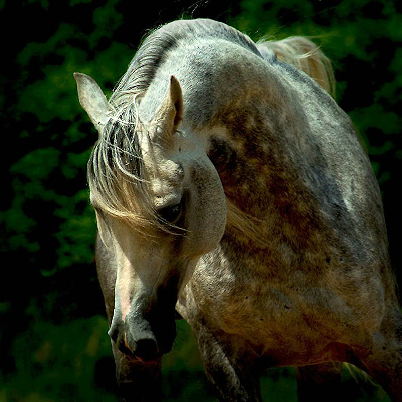 Фотография: Сказочная красота — арабские и андалузские лошади №29 - BigPicture.ru