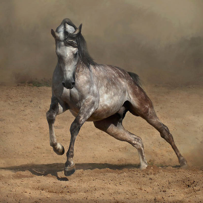 Фотография: Сказочная красота — арабские и андалузские лошади №30 - BigPicture.ru