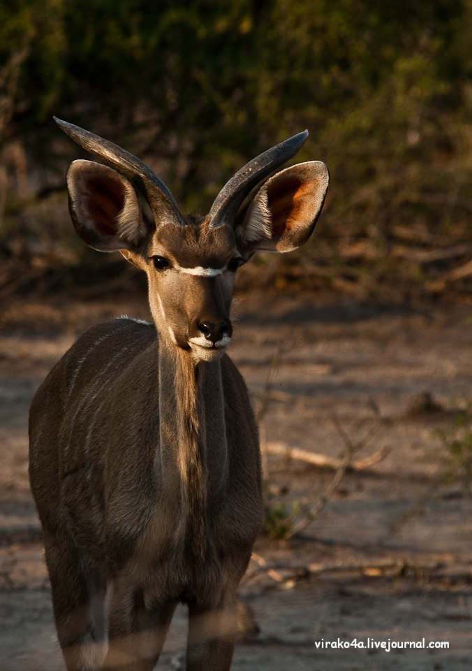 Фотография: Национальный парк Чобэ в Ботсване №30 - BigPicture.ru