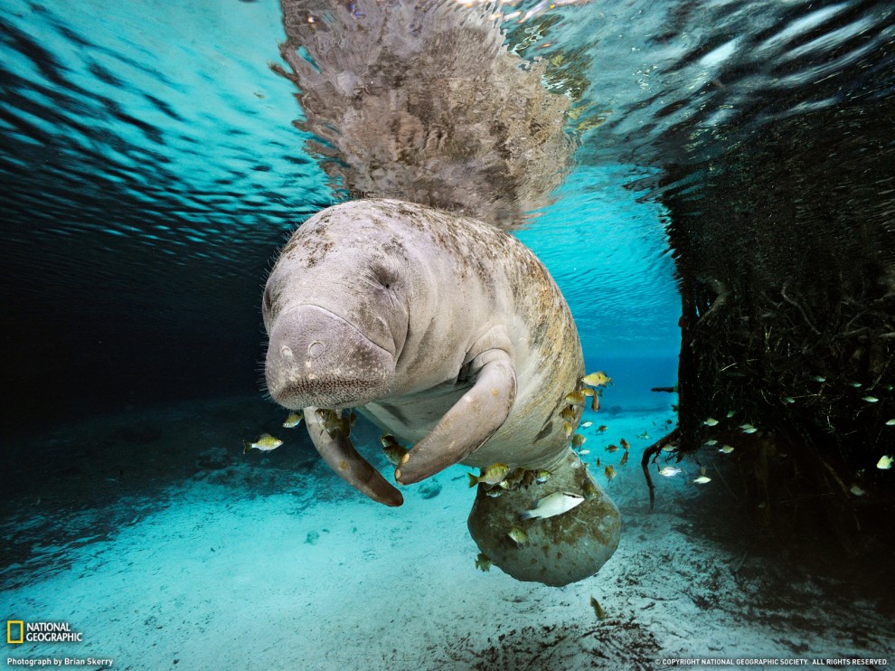 Фотография: Фото National Geographic за октябрь 2011 №31 - BigPicture.ru
