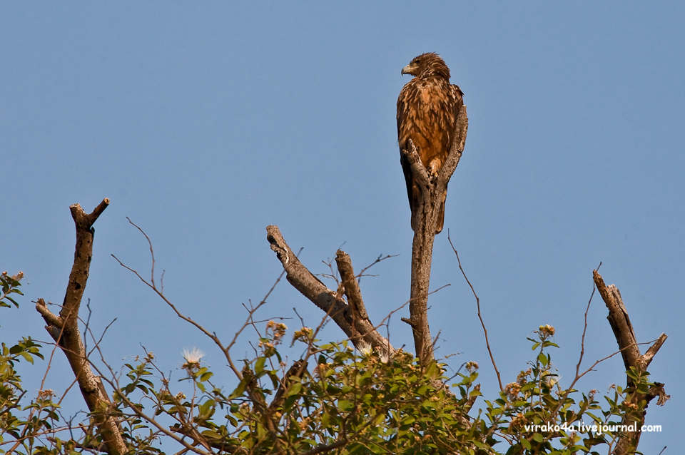 Фотография: Национальный парк Чобэ в Ботсване №31 - BigPicture.ru