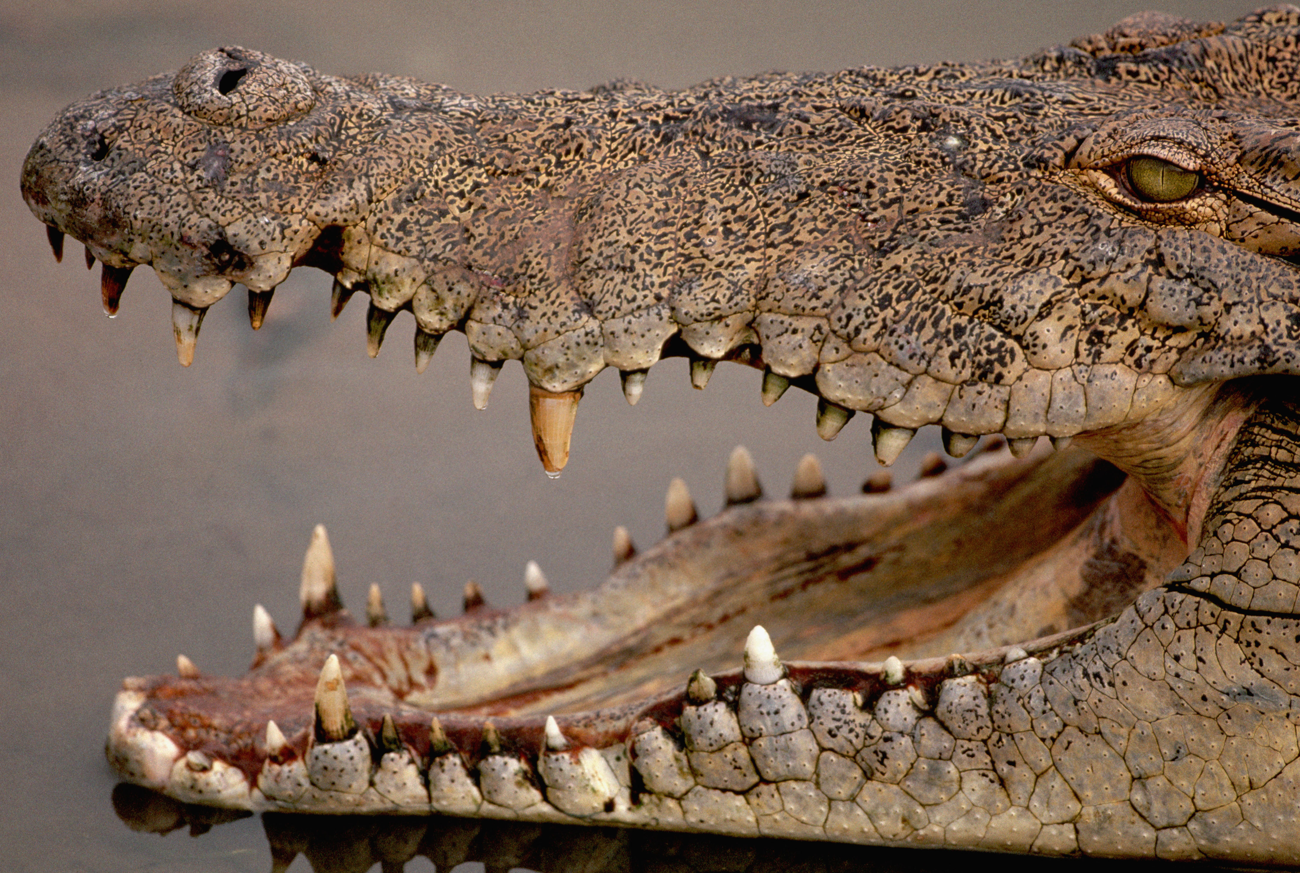 Челюсть рептилий. Нильский крокодил зубы. Зубы аллигатора и крокодила. Гребнистый крокодил зубы.