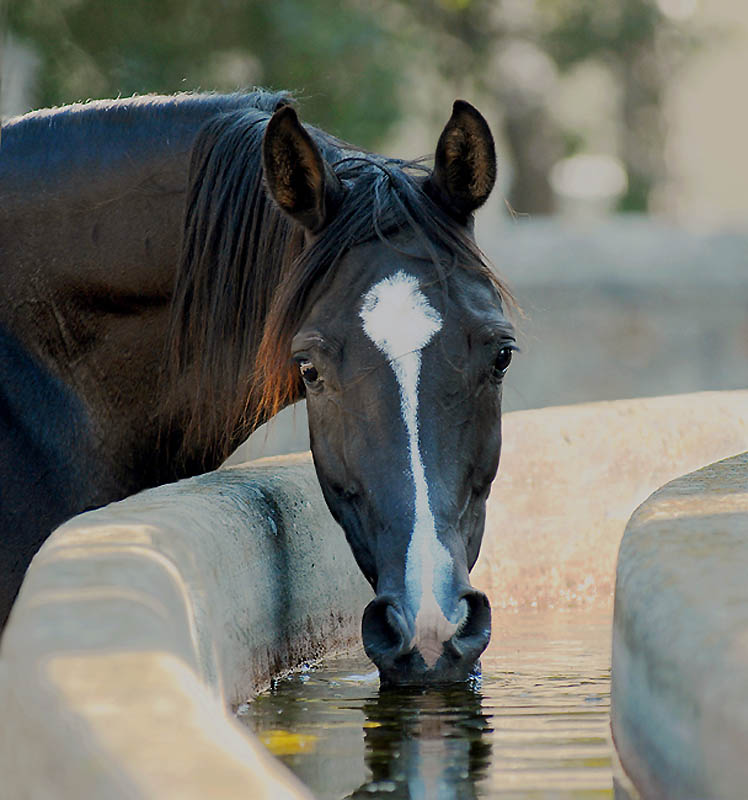 Фотография: Сказочная красота — арабские и андалузские лошади №4 - BigPicture.ru