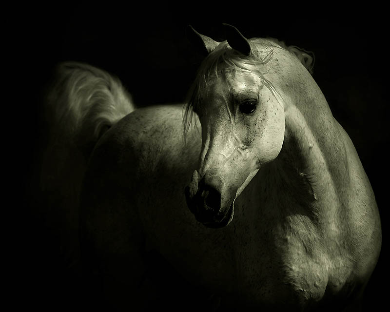 Фотография: Сказочная красота — арабские и андалузские лошади №32 - BigPicture.ru
