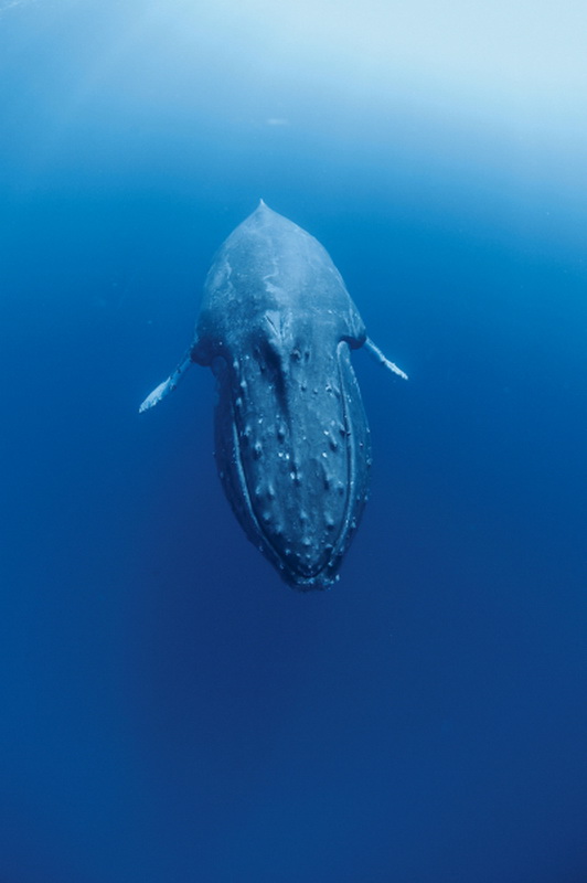 Фотография: Жизнь горбатых китов на Гавайях №4 - BigPicture.ru