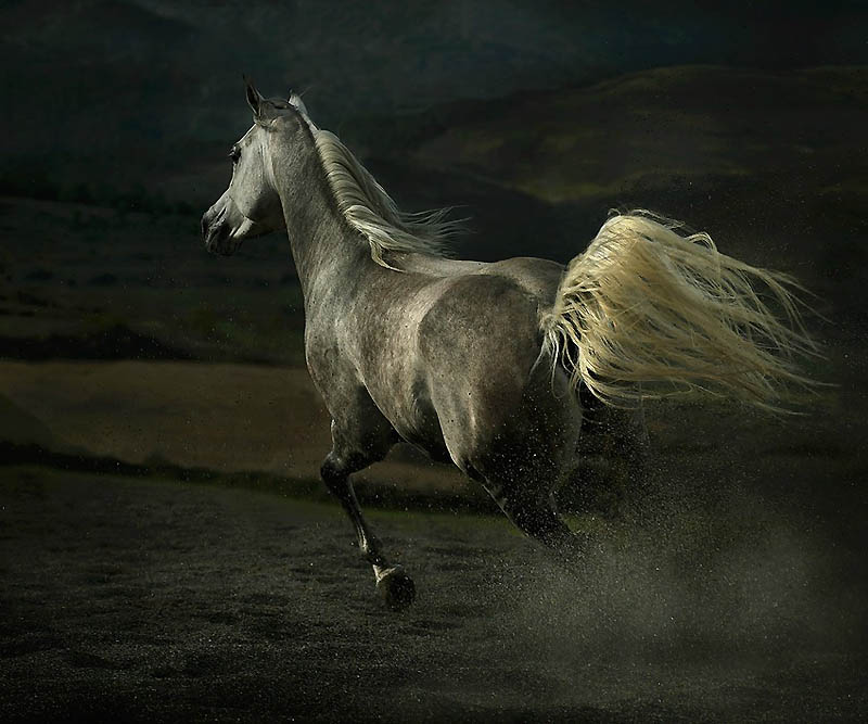 Фотография: Сказочная красота — арабские и андалузские лошади №36 - BigPicture.ru