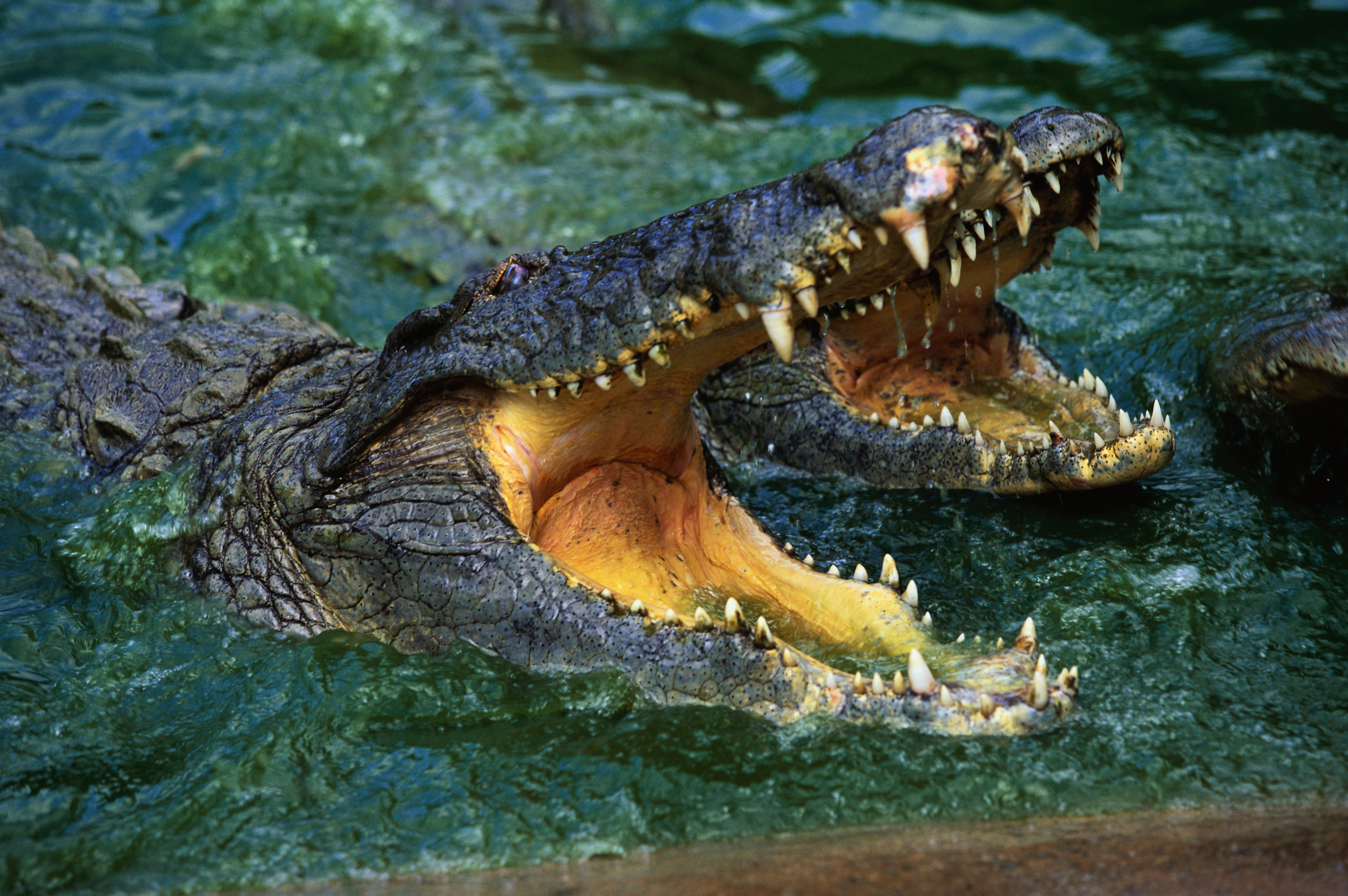 Гребнистый крокодил зубы