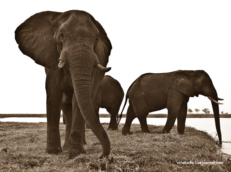 Фотография: Национальный парк Чобэ в Ботсване №5 - BigPicture.ru