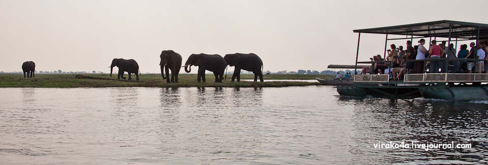 Фотография: Национальный парк Чобэ в Ботсване №48 - BigPicture.ru