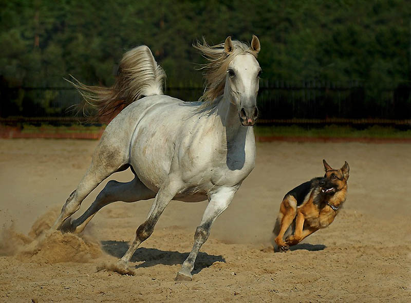 Фотография: Сказочная красота — арабские и андалузские лошади №5 - BigPicture.ru