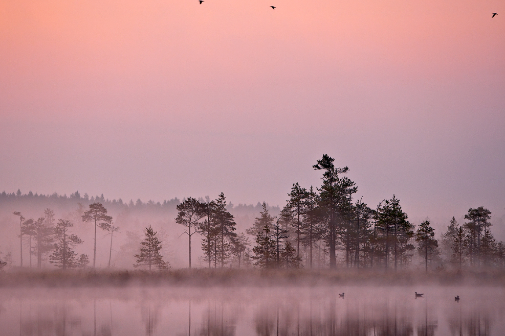 Фотография: Фотоконкурс от National Geographic Россия: Леса №6 - BigPicture.ru