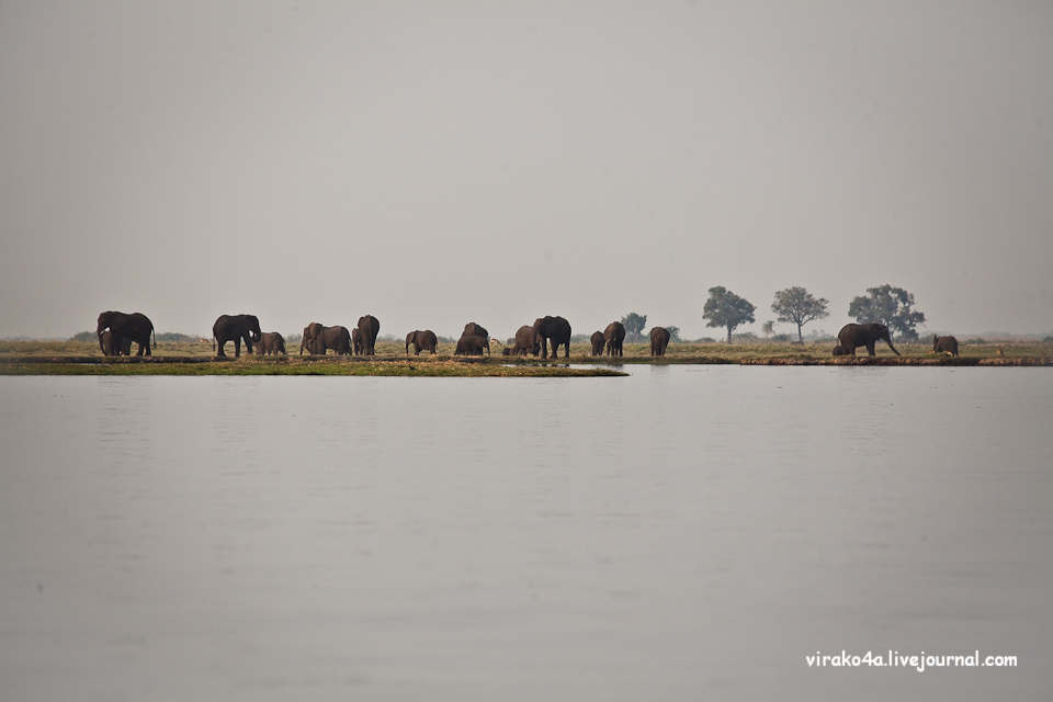 Фотография: Национальный парк Чобэ в Ботсване №59 - BigPicture.ru