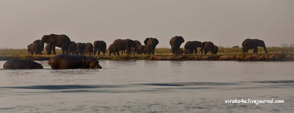 Фотография: Национальный парк Чобэ в Ботсване №60 - BigPicture.ru
