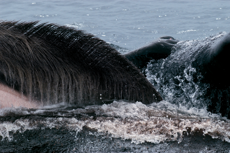 Фотография: Жизнь горбатых китов на Гавайях №7 - BigPicture.ru