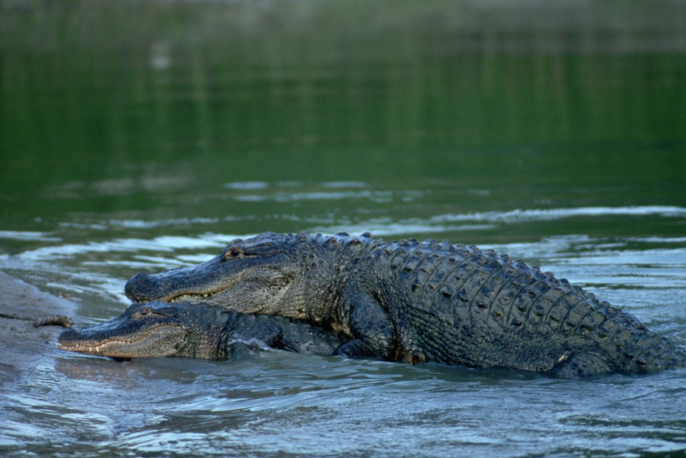 Фотография: Обои для рабочего стола: Крокодилы №7 - BigPicture.ru