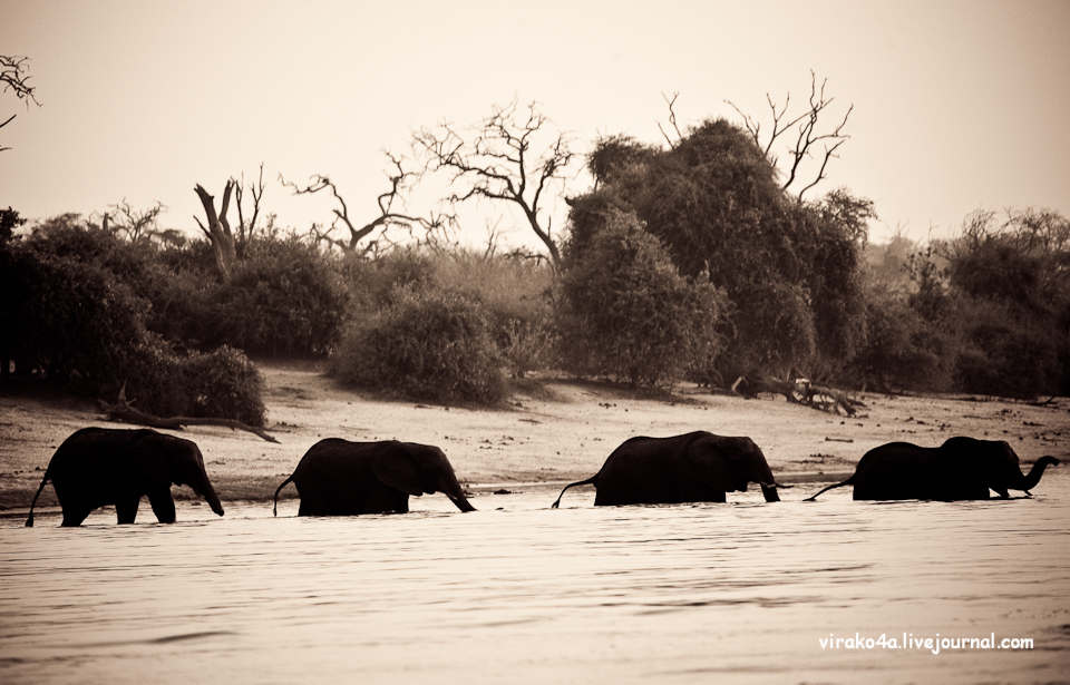 Фотография: Национальный парк Чобэ в Ботсване №8 - BigPicture.ru