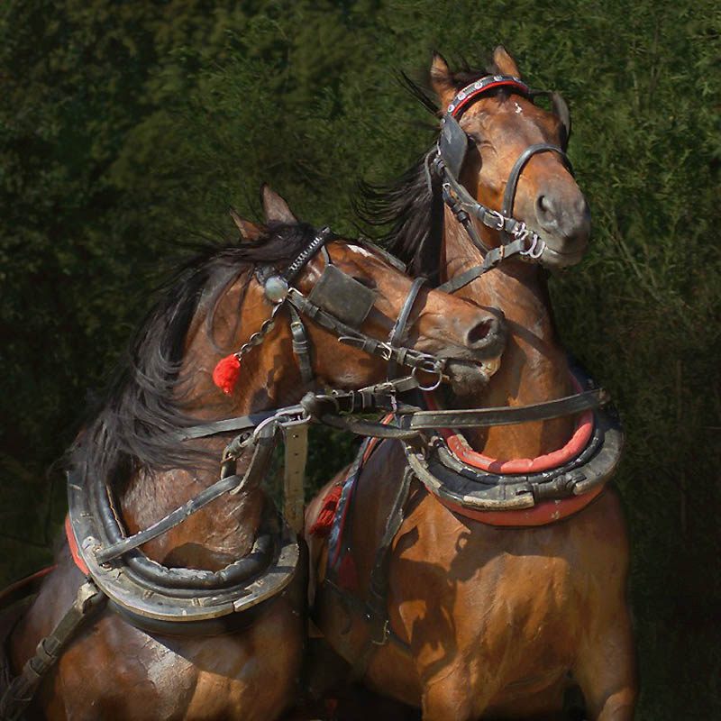 Фотография: Сказочная красота — арабские и андалузские лошади №8 - BigPicture.ru