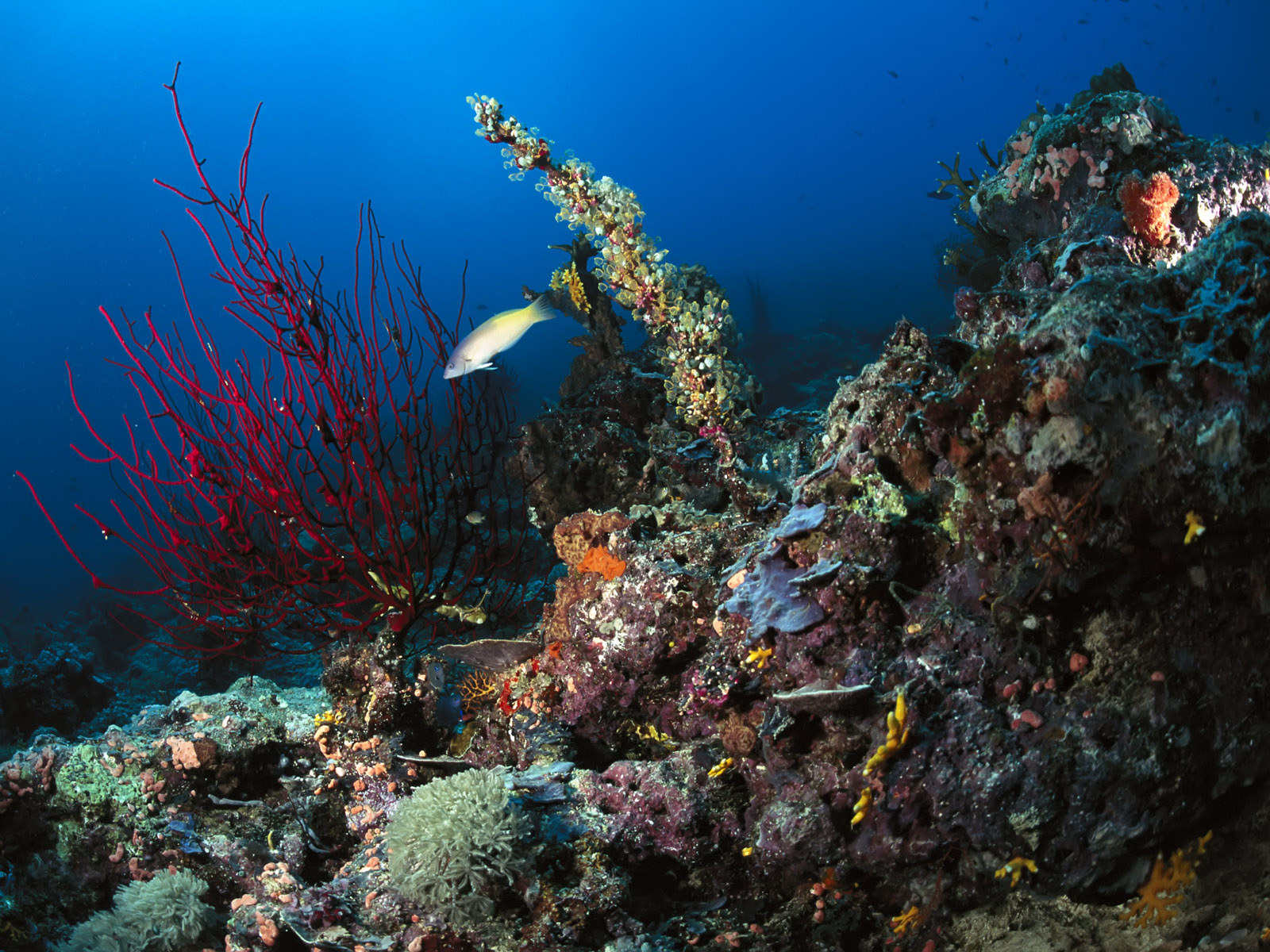 Фото подводного мира морей и океанов