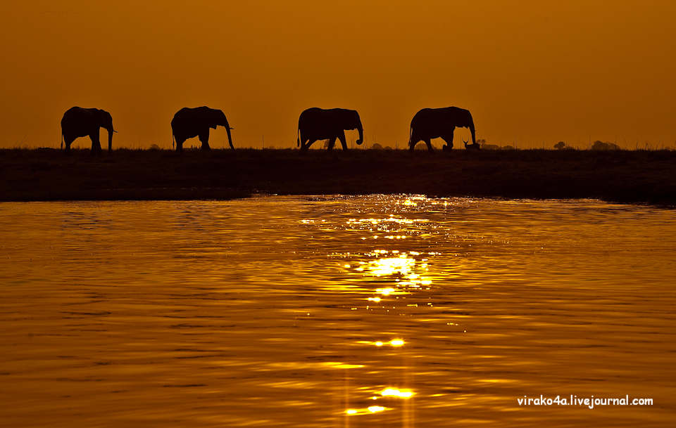 Фотография: Национальный парк Чобэ в Ботсване №9 - BigPicture.ru