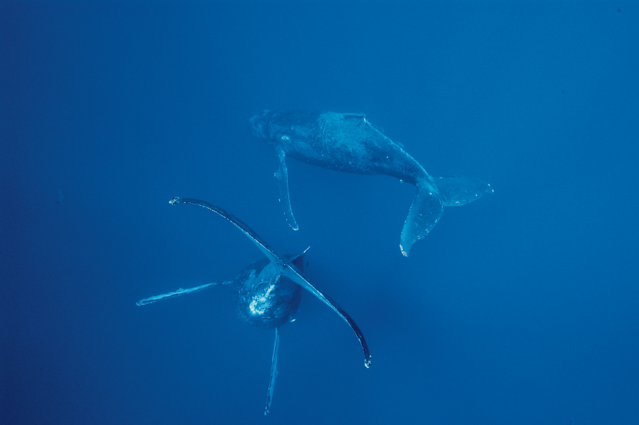 Фотография: Жизнь горбатых китов на Гавайях №9 - BigPicture.ru