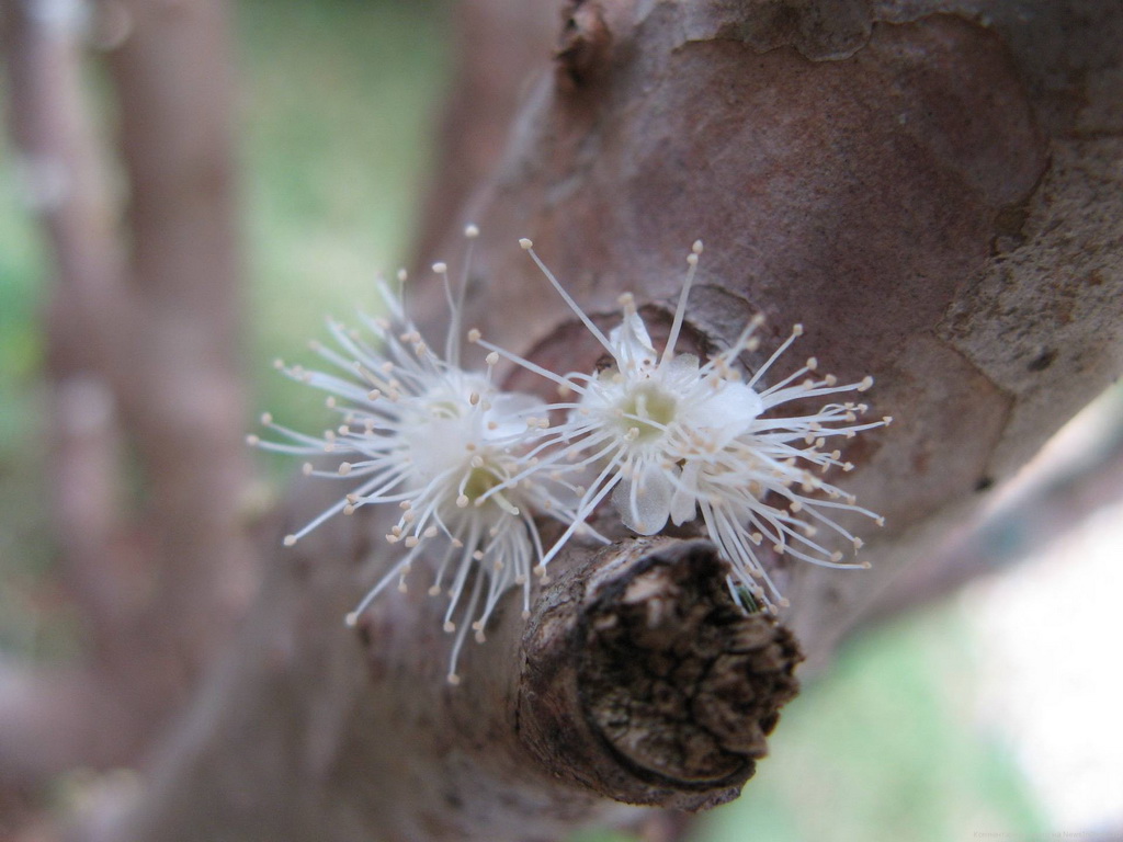Джаботикаба — удивительное виноградное дерево