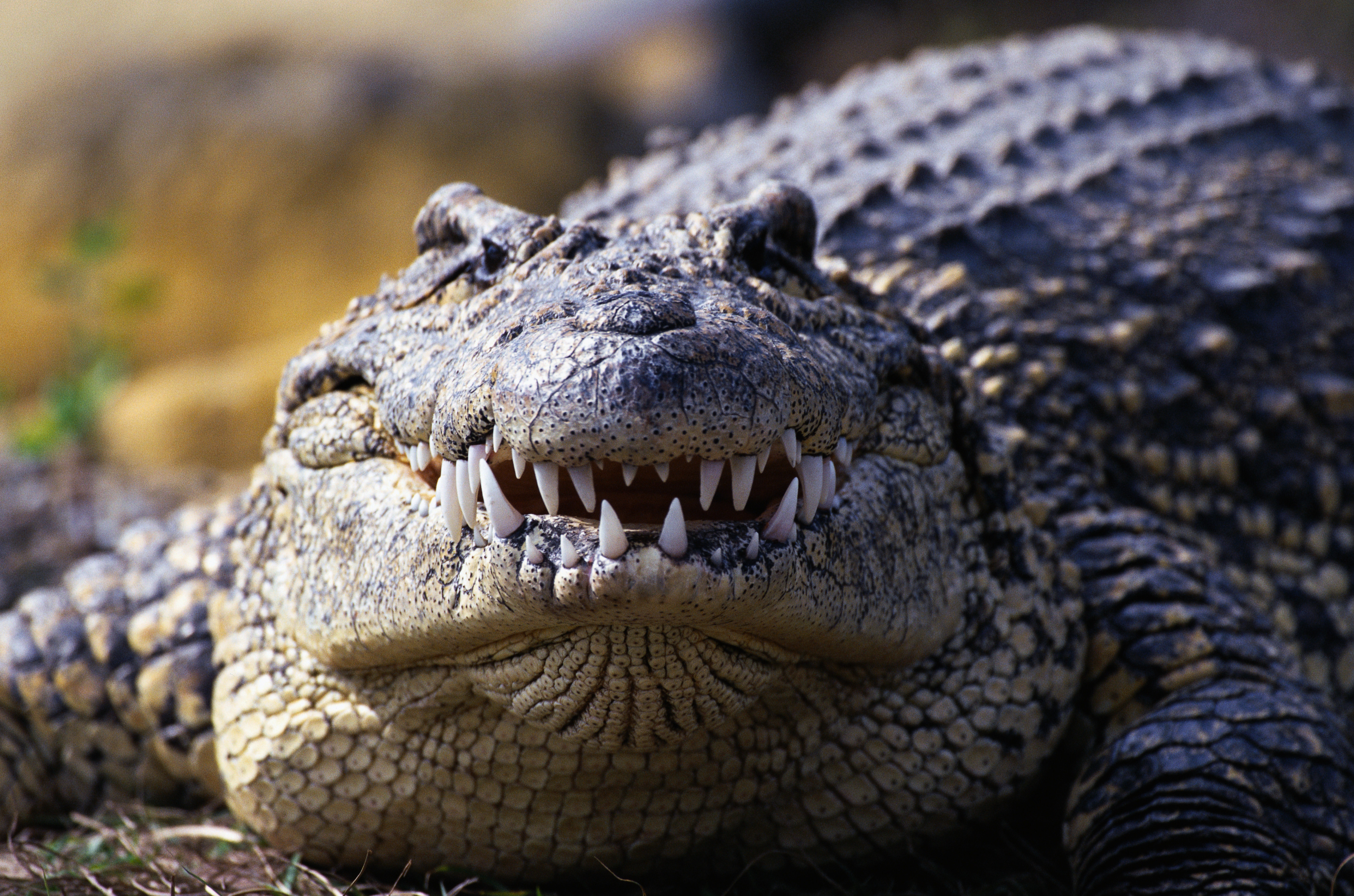 Самая опасная фотка. Королевский Аллигатор. Гребнистый крокодил. Нильский крокодил.