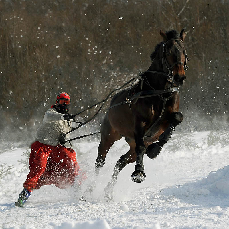 Фотография: Сказочная красота — арабские и андалузские лошади №9 - BigPicture.ru