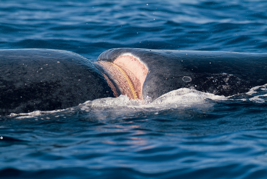 Фотография: Жизнь горбатых китов на Гавайях №10 - BigPicture.ru