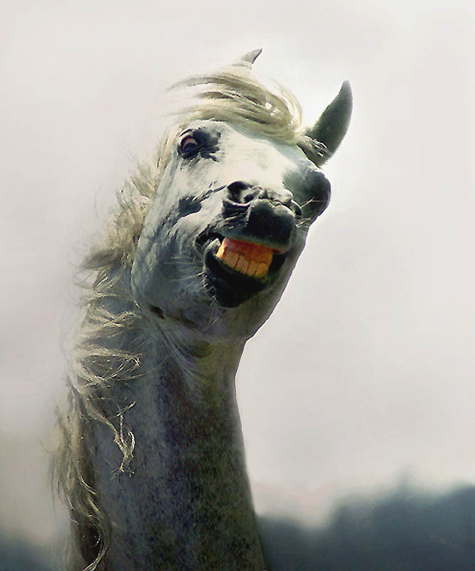 Фотография: Сказочная красота — арабские и андалузские лошади №10 - BigPicture.ru