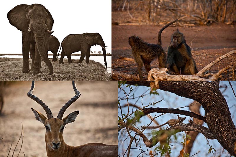 Национальный парк Чобэ в Ботсване